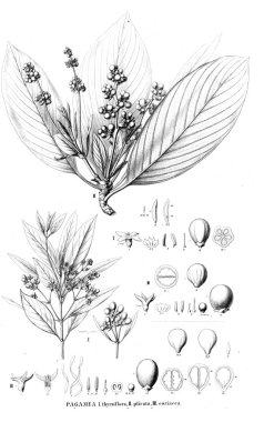 Bitki çizimi. Eski resim