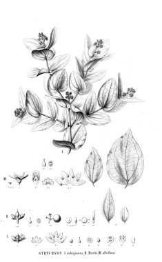 Bitki çizimi. Eski resim