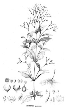 Bitki çizimi. Eski resim