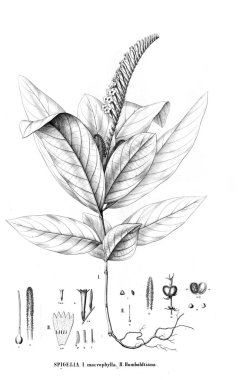 Bitki çizimi. Eski resim