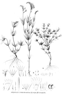 Bitki çizimi. Eski resim