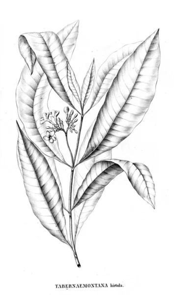 Illustration Plant Old Image — Stock Photo, Image