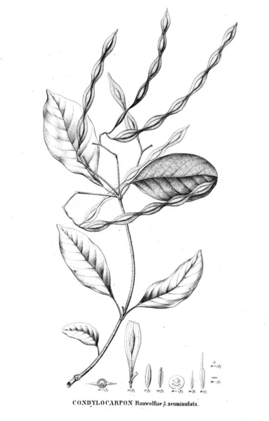 Illustration Plante Ancienne Image — Photo