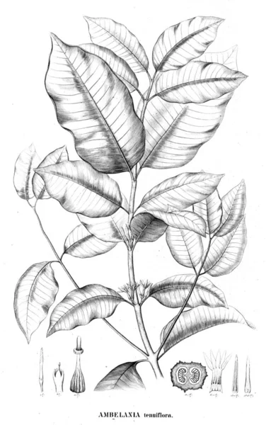Illustratie Van Een Plant Oude Beeld — Stockfoto