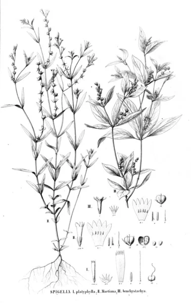 Bitki Çizimi Eski Resim — Stok fotoğraf