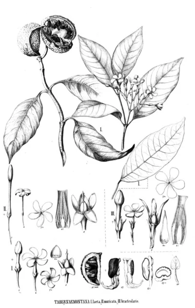 Illustration Plante Ancienne Image — Photo