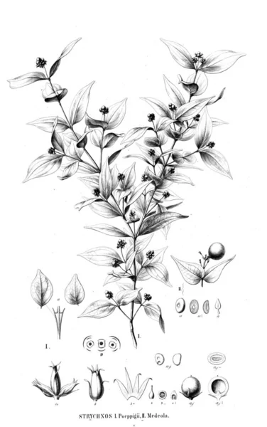 Illustration Plante Ancienne Image — Photo