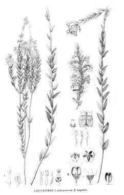 Bitki çizimi. Eski resim