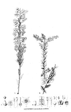 Bitki çizimi. Eski resim