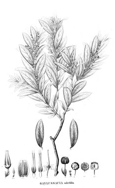 Bitki çizimi. Eski resim