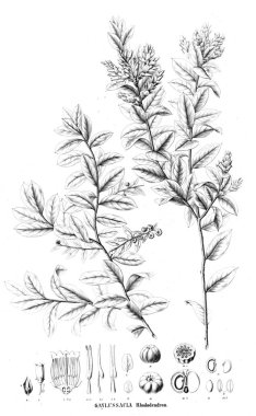 Bitki çizimi. Eski resim