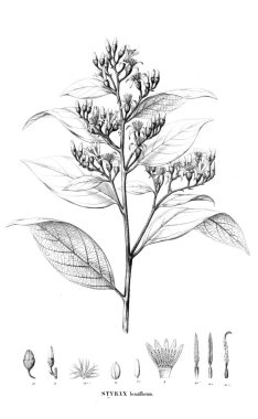 Bitki çizimi. Eski resim