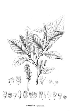 Bitki çizimi. Eski resim