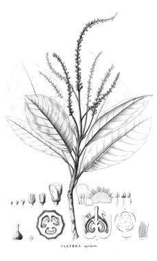 Bitki çizimi. Eski resim