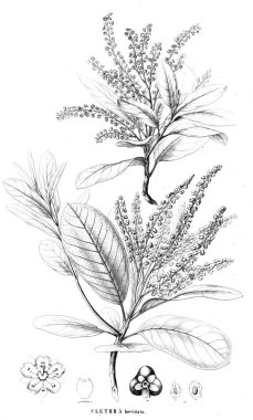 Bitki çizimi. Eski resim