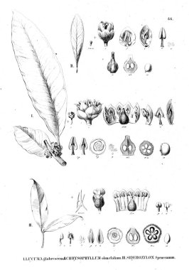 Bitki çizimi. Eski resim