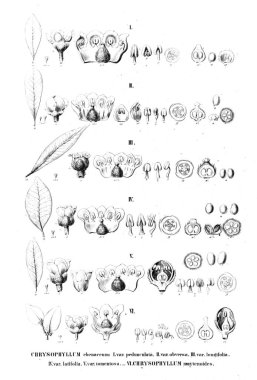 Bitki çizimi. Eski resim