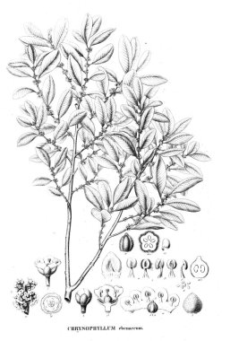 Bitki çizimi. Eski resim