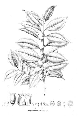 Bitki çizimi. Eski resim