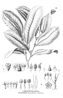 Bitki çizimi. Eski resim