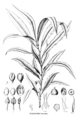 Bitki çizimi. Eski resim