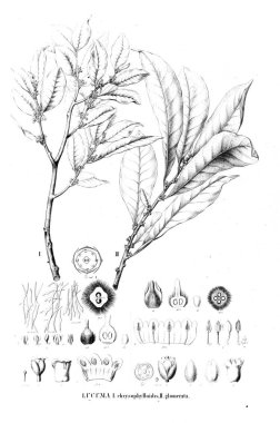 Bitki çizimi. Eski resim