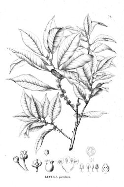 Bitki çizimi. Eski resim