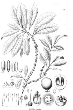 Bitki çizimi. Eski resim