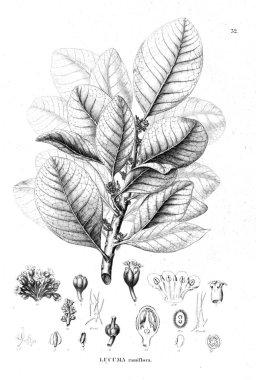 Bitki çizimi. Eski resim