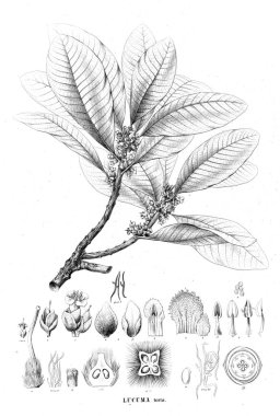 Bitki çizimi. Eski resim