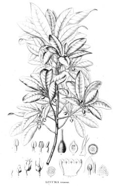 Bitki çizimi. Eski resim