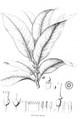 Bitki çizimi. Eski resim