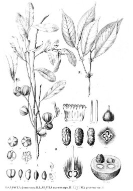 Bitki çizimi. Eski resim