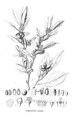 Bitki çizimi. Eski resim