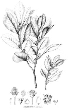 Bitki çizimi. Eski resim