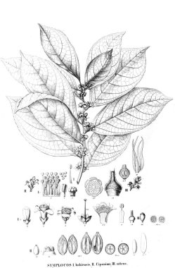 Bitki çizimi. Eski resim