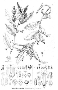 Bitki çizimi. Eski resim