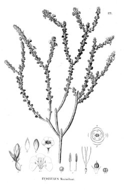 Bitki çizimi. Eski resim