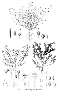 Bitki çizimi. Eski resim