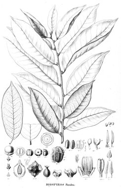 Bitki çizimi. Eski resim