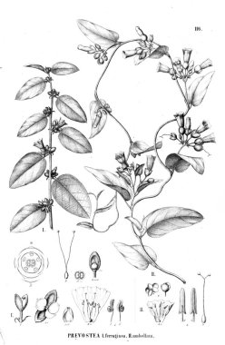 Bitki çizimi. Eski resim