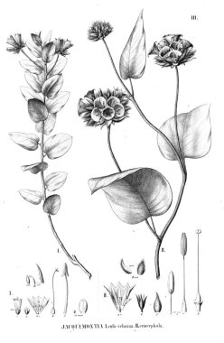 Bitki çizimi. Eski resim