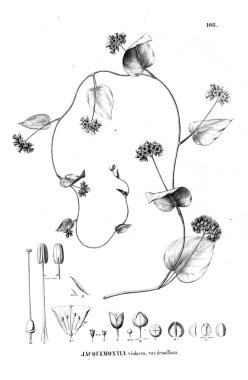 Bitki çizimi. Eski resim