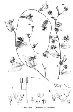 Bitki çizimi. Eski resim