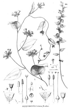 Bitki çizimi. Eski resim