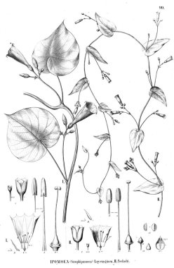 Bitki çizimi. Eski resim