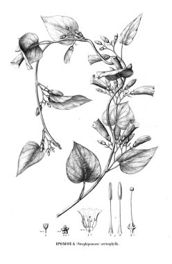 Bitki çizimi. Eski resim