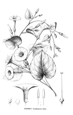 Bitki çizimi. Eski resim