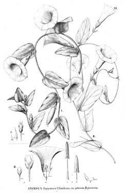 Bitki çizimi. Eski resim