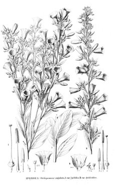 Bitki çizimi. Eski resim